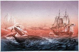 Valaanpyyntialus ei onnistunut pelastamaan kaatuneita valasveneitään tekijältä Unknown artist
