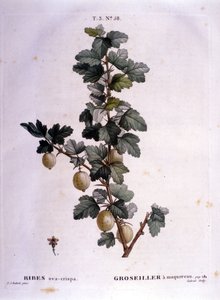 Valkoherukka tai makrilli: 1800-luvun kasvitieteellinen kartonki. tekijältä Unknown artist