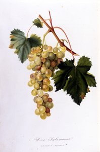 Valkoiset viinirypäleet. 1800-luvun kaiverrus. tekijältä Unknown artist