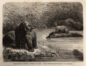 Sambenen virtahepo: naaras ja sen poikaset virkistäytymässä joessa. Kaiverrus havainnollistamaan tohtori Livingstonen ensimmäisiä matkoja Etelä-Afrikkaan vuosina 1840–1856 Edouard Chan johdolla julkaistussa "Le tour du monde, nouveau journal des voyages" - tekijältä Unknown artist