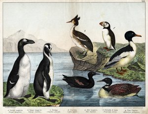 a: Harvinainen kultakala (Mergus merganser), b: Harillinen uura (Podiceps cristatus), c: Kuikka (Colimbus glacialis), d: Black Guillenot (Cephis grylle), suuri pingviini (Alca impennis), f: Puffin (Fratercula artica) ), g; Kuninkaallinen pingviini (Ptenody tekijältä Unknown artist