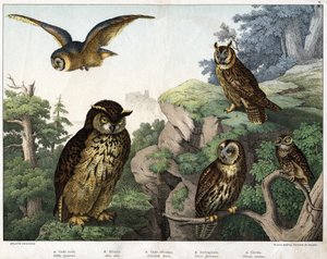a: Kultainen pöllö (Bubo cowardus), b: Hulotte (kissa-huant) (Asio-kuori), c: Villipöllö (Syrnium aluco), d: Pöllö (Strix flammea), e: Pöllö (Athene-pöllö) - "Luonnollinen" Lintujen historia", toim. Hoepli, Milano tekijältä Unknown artist