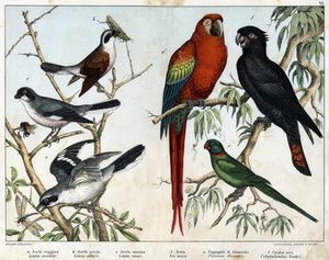 a: harmaa kreikka (Lanius excubitor), b: pohjoiskreikka (Lanius collurio), c: vaaleanpunainen rintakreikka (Lanius linor), d: punainen hämähäkki (Macao hämähäkki), e: Aleksandrian papukaija (Palaeornis Alexandria), f: banksian Cacatoes (Calyptorynchus bank tekijältä Unknown artist