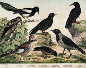 a: Manttelivaris (Corvus Crow), b: Versot (Corvus monedula), c: Kanaalinärki (Garrulus glaudarius), d: Täplikäs vuoka (Nucifraga caryocatactes), e: Keltainen suklaa (Pyrrohocorax alpinus), f: Punainen -lasku (Pyrrhocorracorracorracorrax) x gracu tekijältä Unknown artist