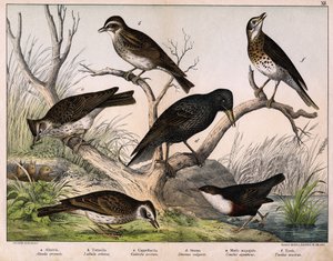 a: Pohjoinen kiuru (Lark arvensis), b: Lulu kiuru (Lullula arborea), c: Cappellaccia (Galerita cristata), d: Sansonnet kottarainen (Sturnus vulgaris), e: ankka (Cinclus aquaticus), f: sammas (Turdus musicus) - julkaisussa "Lintujen luonnonhistoria", toim.  tekijältä Unknown artist