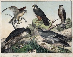 a: Peleriinihaukka (Falco peregrinus), b: Haukkahaukka (Hypotriorchis subbuteo), c: Haukkahaukka (Tunnunculus alaudarius), d: Eurooppalainen haukka (Haukan loppu), e: Laulamassa ympäriinsä (Melierax musicianus) - julkaisussa "Natural History of Linnut, toi tekijältä Unknown artist