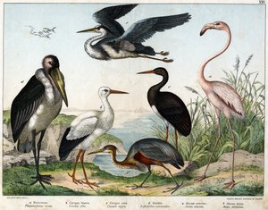 a: Phenicopterer tai Flamingo (Phoenicopterus roseus), b: Valkohaikara (Ciconia alba), c: Musta haikara (Ciconia migra), d: Marabout (Leptoptilus crumenifer), e: Valkohaikara (Ardea cinerea), f: Punahaikara ( Ardea purpurea) - "Lintujen luonnonhistoriassa" tekijältä Unknown artist