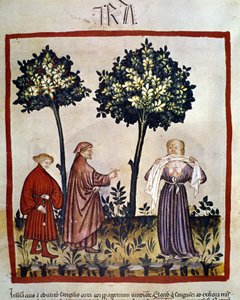 rabies tai vihainen henkilö puristaa kudosta hampaidensa välistä. Valaistus 1300-luvulta "Tacuinum Sanitatis", Wien, Kansalliskirjasto. tekijältä Unknown artist