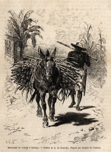 Keppikauppias ja hänen muulinsa Cartagossa (Costa Rica), ainoa kauppias, joka elävöittää kaupungin tyhjiä katuja. Kaiverrus havainnollistamaan matkaa New Granadaan, tohtori Saffray, vuonna 1869, julkaistu "" Le tour du monde""" 1873, toimittanut Edouard Ch tekijältä Unknown artist