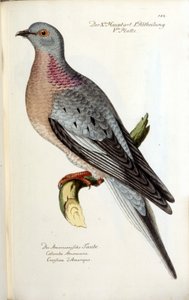 Muuttokyyhkynen, nyt sukupuuttoon kuollut. Eläinkartta Fritschin jälkeen tekijältä Unknown artist