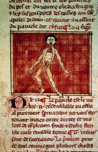 Anatominen hahmo: kuori, rintakehä auki. Miniatyyri käsikirjoituksesta "" Surgery" (Folio 11v), jonka on kirjoittanut Henri de Mondeville (anatomian professori Philippe Le Belin kirurgi) tekijältä Unknown artist