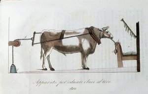Laite härkien totuttamiseen siimaan. Levy otettu lehdestä "" Journal of Agriculture, Arts and Technics "" (Revue d