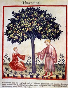Omenoiden poiminta. Valaistus lääketieteen ja dietetiikan lypsystä "" Tacuinum sanitatis"" tekijältä Unknown artist
