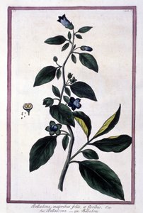 Belladonna, kukkia ja marjoja. Lääketieteessä käytetty myrkyllinen kasvi. Kaiverrus 1800-luvun herbarion jälkeen. tekijältä Unknown artist