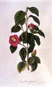 Kasvitieteellinen taulu: Camelia Japanista. 1800-luvun kaiverrus tekijältä Unknown artist