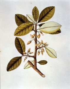 Kasvitieteellinen taulu, joka kuvaa kokakasvia (Erytroxilum Havanense) Nicolas Joseph Jacquinin yrttitarhasta "Valittujen amerikkalaisten rotujen historia". sd 1700-luvun alku. tekijältä Unknown artist