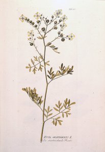 Kasvitieteellinen lauta: rue officinale (Ruta graveolens). J. J. Plenckin teoksessa "Lääkekasvien kuvakkeet", Wien, Itävalta tekijältä Unknown artist