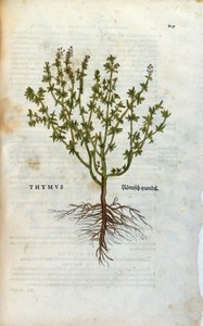 Kasvitieteellinen levy: Timjami (Thymus) Herbarium, Lheonard Fuchs, "History of Stirpium", Bale tekijältä Unknown artist