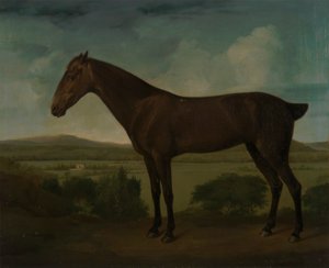 Ruskea hevonen mäkisessä maisemassa tekijältä Unknown artist