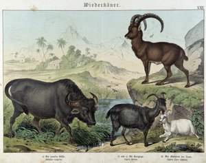Buffalo, vuohi, vuohi ja metsikuuri - julkaisussa "Nisäkkäiden luonnonhistoria", toim. Schreiber tekijältä Unknown artist