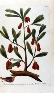 Kardemumma. 1700-luvun kaiverrus. tekijältä Unknown artist