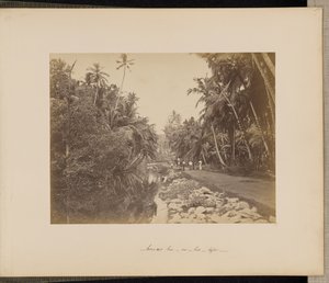 Kaakaopähkinäpuutarha lähellä Gallea, Ceylon tekijältä Unknown artist