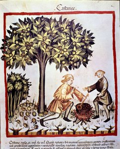 Kastanjoiden keräys ja valmistus syksyllä. Valaistus lääketieteen ja dietetiikan lypsystä "" Tacuinum sanitatis"" tekijältä Unknown artist