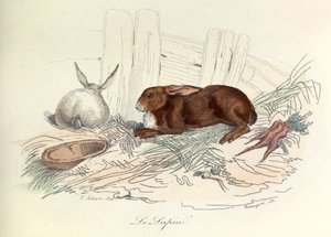 "Completes de Buffon", jossa on Linneenen nimikkeistö ja Cuvierin luokitus: Les animaux: Le jänis (kaiverrus) tekijältä Unknown artist