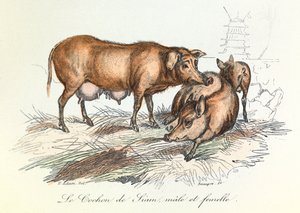 "Completes de Buffon", jossa on Linneenen nimikkeistö ja Cuvierin luokitus: Les animaux: Le pig de Siam (kaiverrus). tekijältä Unknown artist