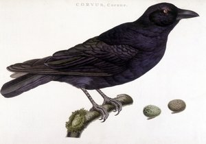 Corone korppi - luonnonhistoriallinen taulu tekijältä Unknown artist