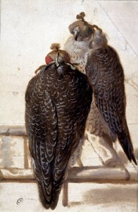 Pari haukkaa. 1700-luvun piirustus. tekijältä Unknown artist