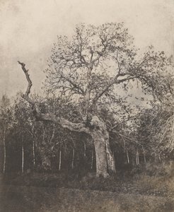[Kiero puu, jolla on harvat lehdet] tekijältä Unknown artist