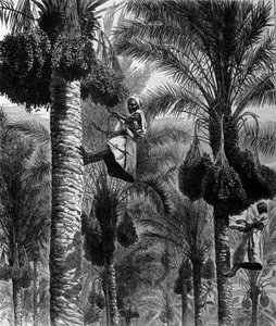 Päivämäärän poiminta Ceylonissa (nykyinen Sri Lanka) 1800-luvun kaiverrus tekijältä Unknown artist