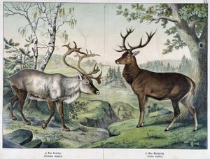 Deers - julkaisussa "Nisäkkäiden luonnonhistoria", toim. Schreiber tekijältä Unknown artist