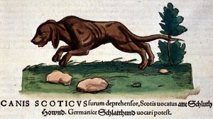 Koira Historia Animaliumista, kirjoittanut Conrad Gesner, Tiguri 1560. Biblioteca nazionale Braidense. Milano tekijältä Unknown artist