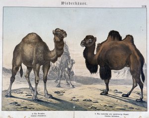 Dromedaari ja kameli - julkaisussa ”Nisäkkäiden luonnonhistoria”, toim. Shreiber, München tekijältä Unknown artist