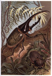 Dynastes hercules, skarabee sarvikuono - Hercules-kuoriainen tekijältä Unknown artist