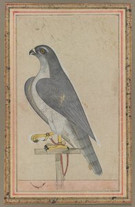 Falcon tekijältä Unknown artist