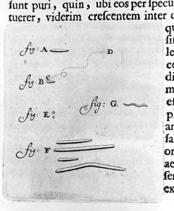 Ensimmäinen bakteeriesitys Hollantilainen kauppias ja tiedemies Antoine van Leeuwenhoekin (tai Leeuvenhoek Leeuwenhoeck) (tai Antoni tai Anthonie) (1632-1723) kuvaus hänen suussaan olevista bakteereista tehdyn tutkimuksen jälkeen. Kaiverrus "Arcana Natura  tekijältä Unknown artist