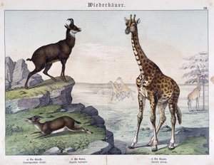 Kirahvi, säämiskä ja gaselli - teoksessa "" Histoires naturelle des mammals"", toim. Schreiber tekijältä Unknown artist