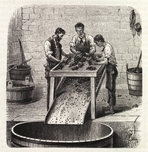 Rypäleiden luokittelu ritilälle valmistettaessa Burgundiasta peräisin olevaa korkealaatuista viiniä. Kaiverrus 1800-luvun lopulta tekijältä Unknown artist