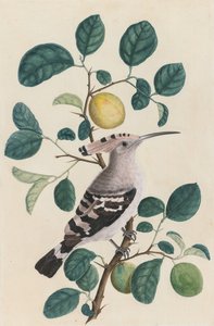 Hoopoe sitruspuun oksalla tekijältä Unknown artist