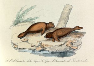 Kuvitus kirjasta "Complete Works of Buffon": Buffon: Les Quadrupedes (kaiverrus). tekijältä Unknown artist