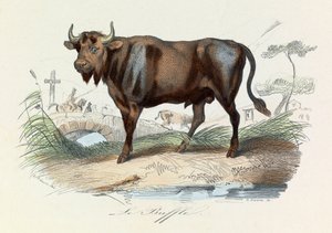 Kuvitus kirjasta "Complete Works of Buffon": Buffon: Les Quadrupedes: Le buffalo (kaiverrus) tekijältä Unknown artist