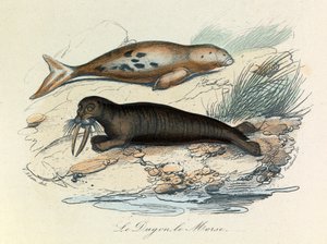 Kuvitus kirjasta "Complete Works of Buffon": Buffon: Les Quadrupedes: Le dugon et le walrus (kaiverrus). tekijältä Unknown artist
