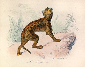 Kuvitus kirjasta "Complete Works of Buffon": Buffon: Les Quadrupedes: Le jaguar (kaiverrus) tekijältä Unknown artist