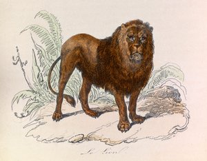 Kuvitus kirjasta "Complete Works of Buffon": Buffon: Les Quadrupedes: Le lion (kaiverrus) tekijältä Unknown artist