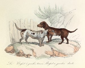 Kuvitus kirjasta "Complete Works of Buffon": Buffon: Les animaux: Le basset a torso legs et le basset a straight legs (kaiverrus). tekijältä Unknown artist