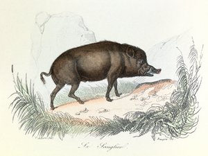 Kuvitus kirjasta "Complete Works of Buffon": Buffon: Les animaux: Buffon: Le boar (kaiverrus) tekijältä Unknown artist