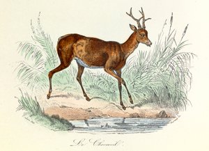 Kuvitus kirjasta "Complete Works of Buffon": Buffon: Les animaux: Buffon: Le deer (kaiverrus) tekijältä Unknown artist